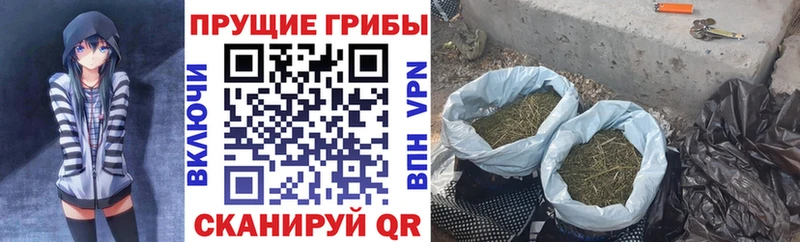 omg рабочий сайт  дарнет шоп  Фурманов  Галлюциногенные грибы Psilocybine cubensis 