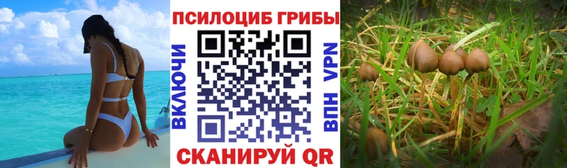 Псилоцибиновые грибы GOLDEN TEACHER Фурманов
